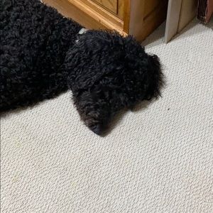 Meet your Posher, Regina